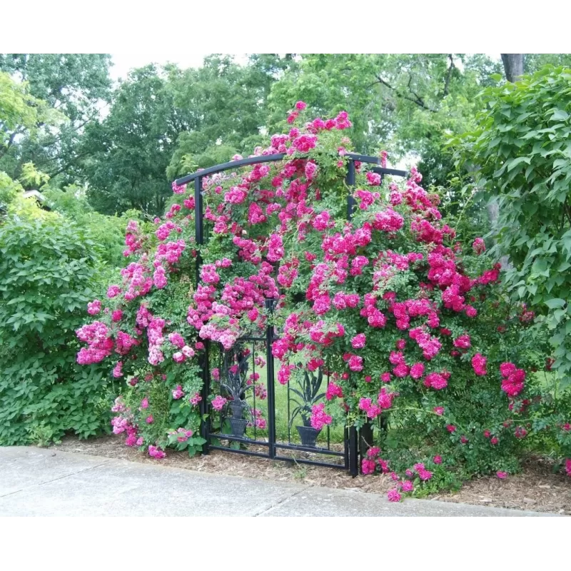 Rožė - Rosa WILLIAM BAFFIN UŽSAKYMAS 2027 METAMS