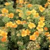 Krūminė sidabražolė (sidabrakrūmis) - Potentilla fruticosa Goldfinger
