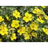 Krūminė sidabražolė (sidabrakrūmis) - Potentilla fruticosa Goldfinger