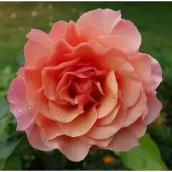 Rožė - Rosa WOMEN'S CHOICE