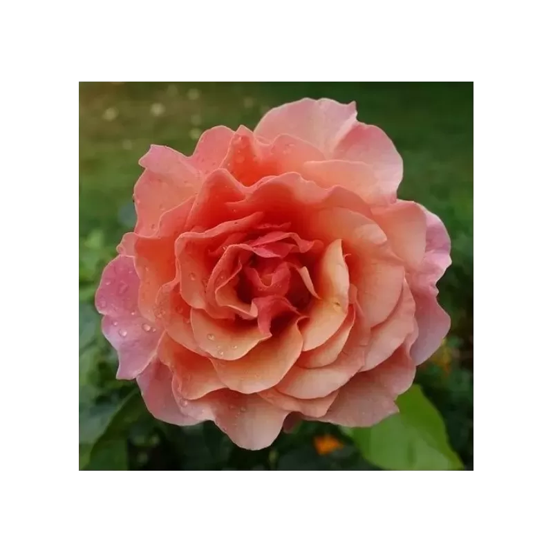Rožė - Rosa WOMEN'S CHOICE Rožė - Rosa WOMEN'S CHOICE