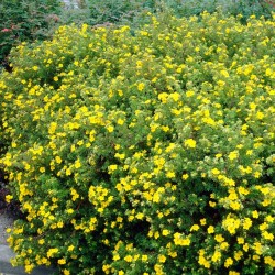Krūminė sidabražolė (sidabrakrūmis) - Potentilla fruticosa Goldfinger