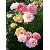 Rožė - Rosa WOMEN'S CHOICE
