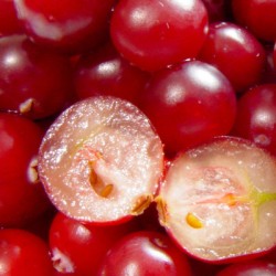 Cranberry - Vaccinium macrocarpon BIG PEARL