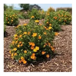 Potentilla fruticosa BELLA SOL