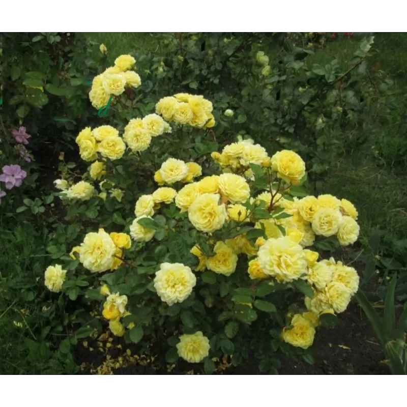 Rožė - Rosa YELLOW MEILOVE ®