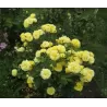 Rožė - Rosa YELLOW MEILOVE ®
