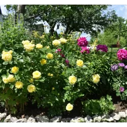 Rožė - Rosa YELLOW MEILOVE ®