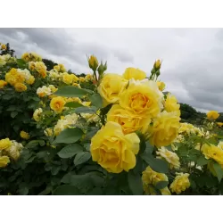 Rožė - Rosa YELLOW MEILOVE ®