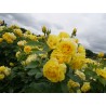 Rožė - Rosa YELLOW MEILOVE ®