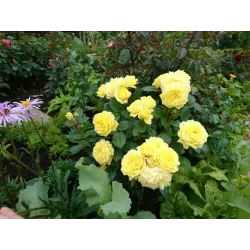 Rožė - Rosa YELLOW MEILOVE ®