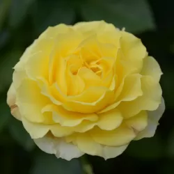 Rožė - Rosa YELLOW MEILOVE ®
