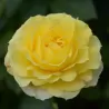 Rožė - Rosa YELLOW MEILOVE ®