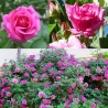 Rožė - Rosa ZEPHIRINE DROUHIN