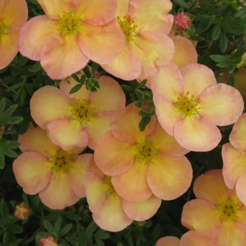 Potentilla fruticosa DAYDAWN