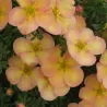 Potentilla fruticosa DAYDAWN