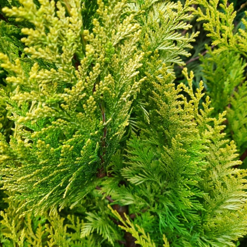 Lawson Cypress - Chamaecyparis lawsoniana ALUMIIGOLD