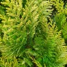 Lausono puskiparisis - Chamaecyparis lawsoniana ALUMIIGOLD