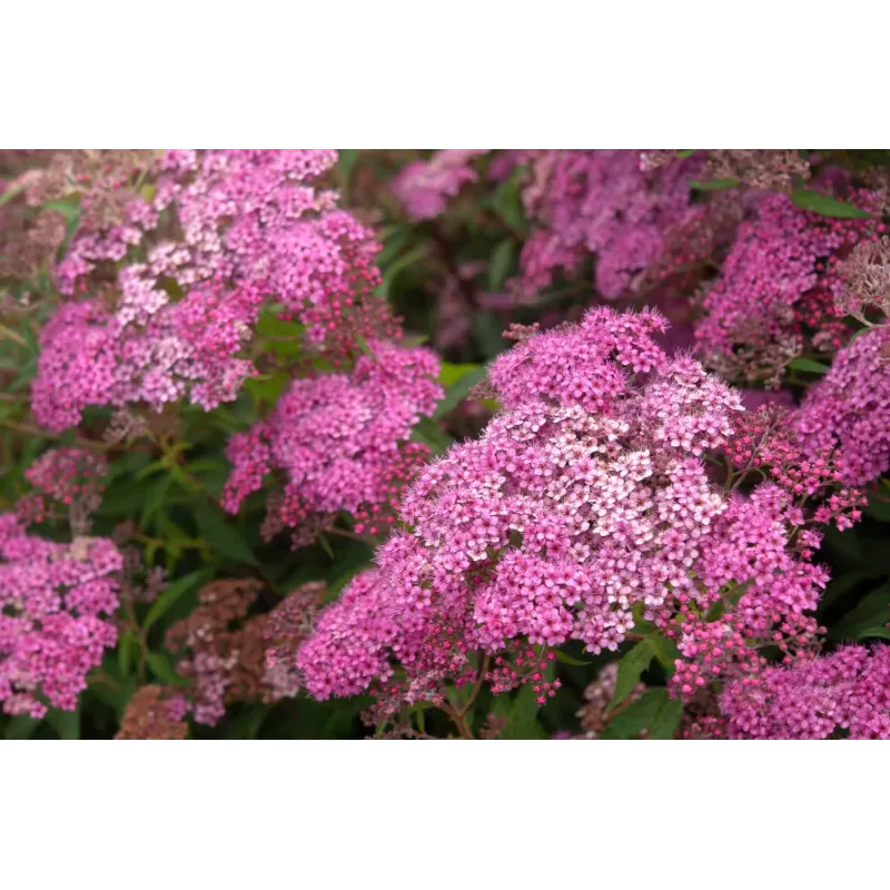 Išankstinis augalų užsakymas internetu