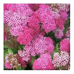 Išankstinis augalų užsakymas internetu