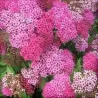Japoninė lanksva - Spiraea japonica NEON FLASH