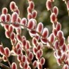 Laibapurkis karklas - Salix gracilistyla MOUNT ASO