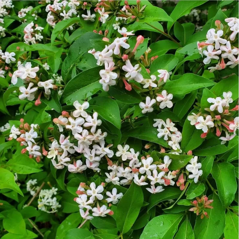 Stambiažiedis (blizgantysis) vytmenys - Abelia grandiflor