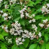 Stambiažiedis (blizgantysis) vytmenys - Abelia grandiflor