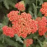 Kraujažolė - Achillea millefolium SAFRAN