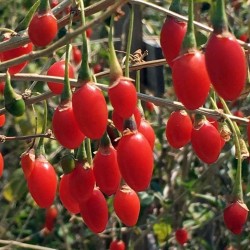 E-medelynas internete: vaismedžiai ir vaiskrūmiai