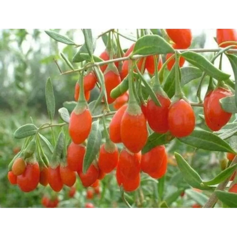 E-medelynas internete: vaismedžiai ir vaiskrūmiai