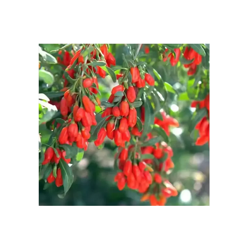 E-medelynas internete: vaismedžiai ir vaiskrūmiai