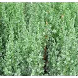 Kininis kadagys-Juniperus chinensis