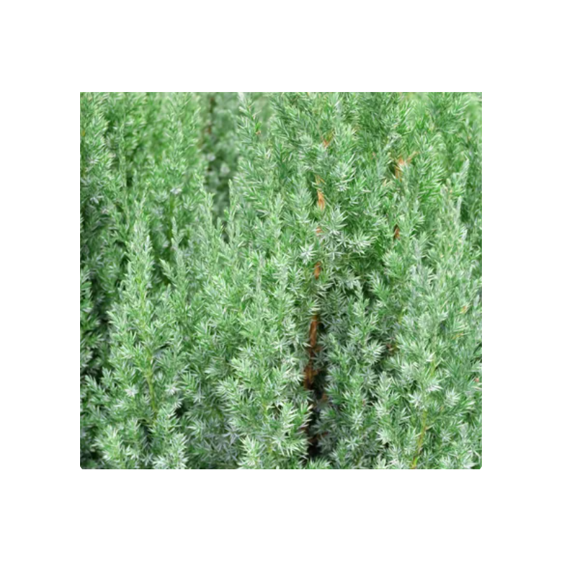 Kininis kadagys - Juniperus chinensis