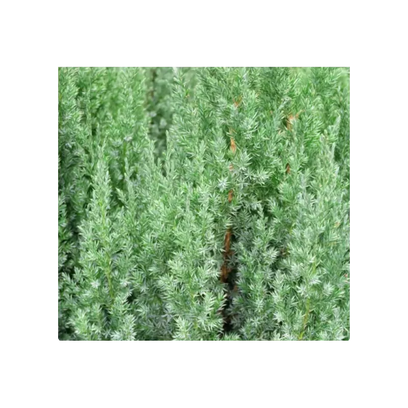 Kininis kadagys - Juniperus chinensis