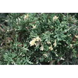 Kininis kadagys 'Expansa (Argenteo)Variegata' - Juniperus chinensis 'Expansa Variegata'