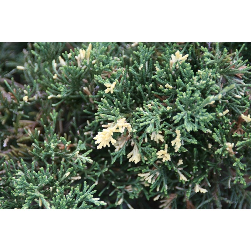 Kininis kadagys - Juniperus chinensis EXPANSA VARIEGATA