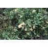 Juniperus chinensis EXPANSA VARIEGATA