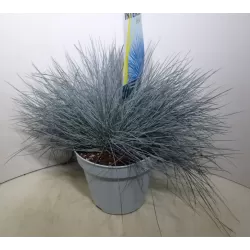 Festuca glauca INTENSE BLUE