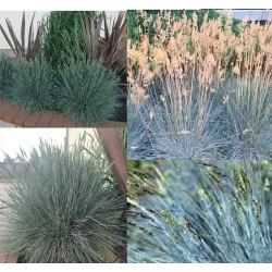 Festuca glauca INTENSE BLUE