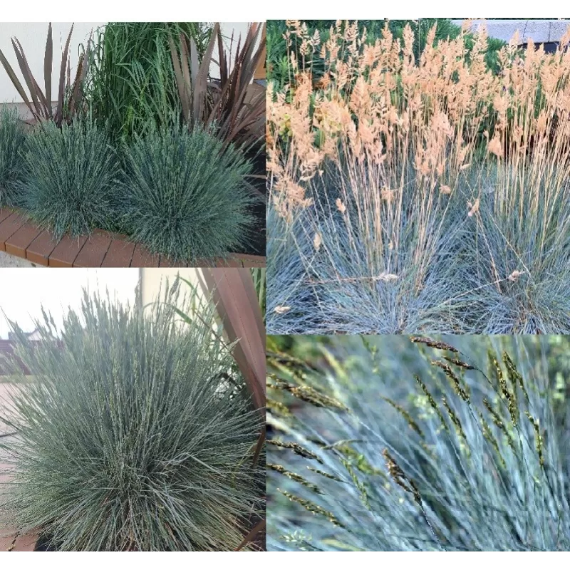 Festuca glauca INTENSE BLUE