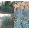 Festuca glauca INTENSE BLUE