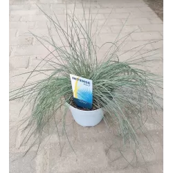 Festuca glauca INTENSE BLUE