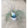 Melsvasis eraičinas - Festuca glauca INTENSE BLUE