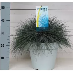 Festuca glauca INTENSE BLUE