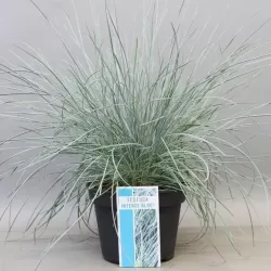 Festuca glauca INTENSE BLUE