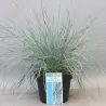 Festuca glauca INTENSE BLUE