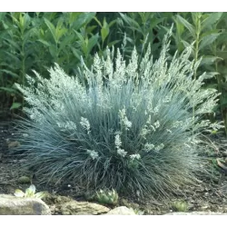 Melsvasis eraičinas - Festuca valesiaca BUDDY BLUE