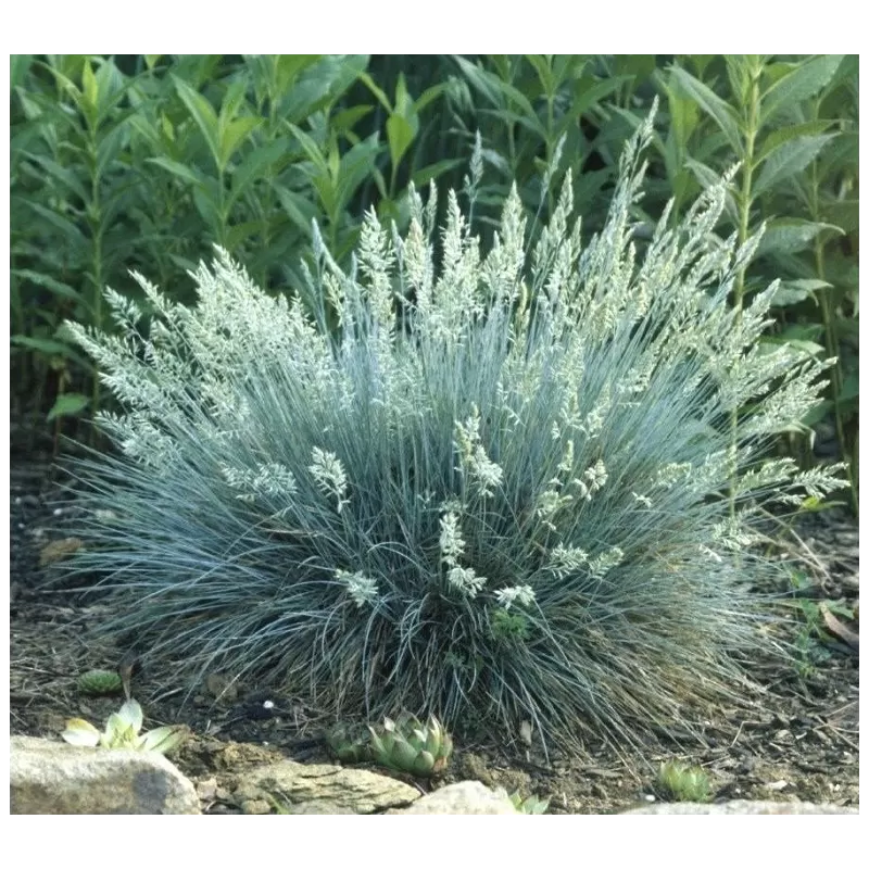 Festuca valesiaca BUDDY BLUE