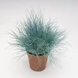Festuca valesiaca BUDDY BLUE